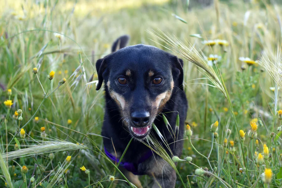 Spring's in the air and pets' allergies are here