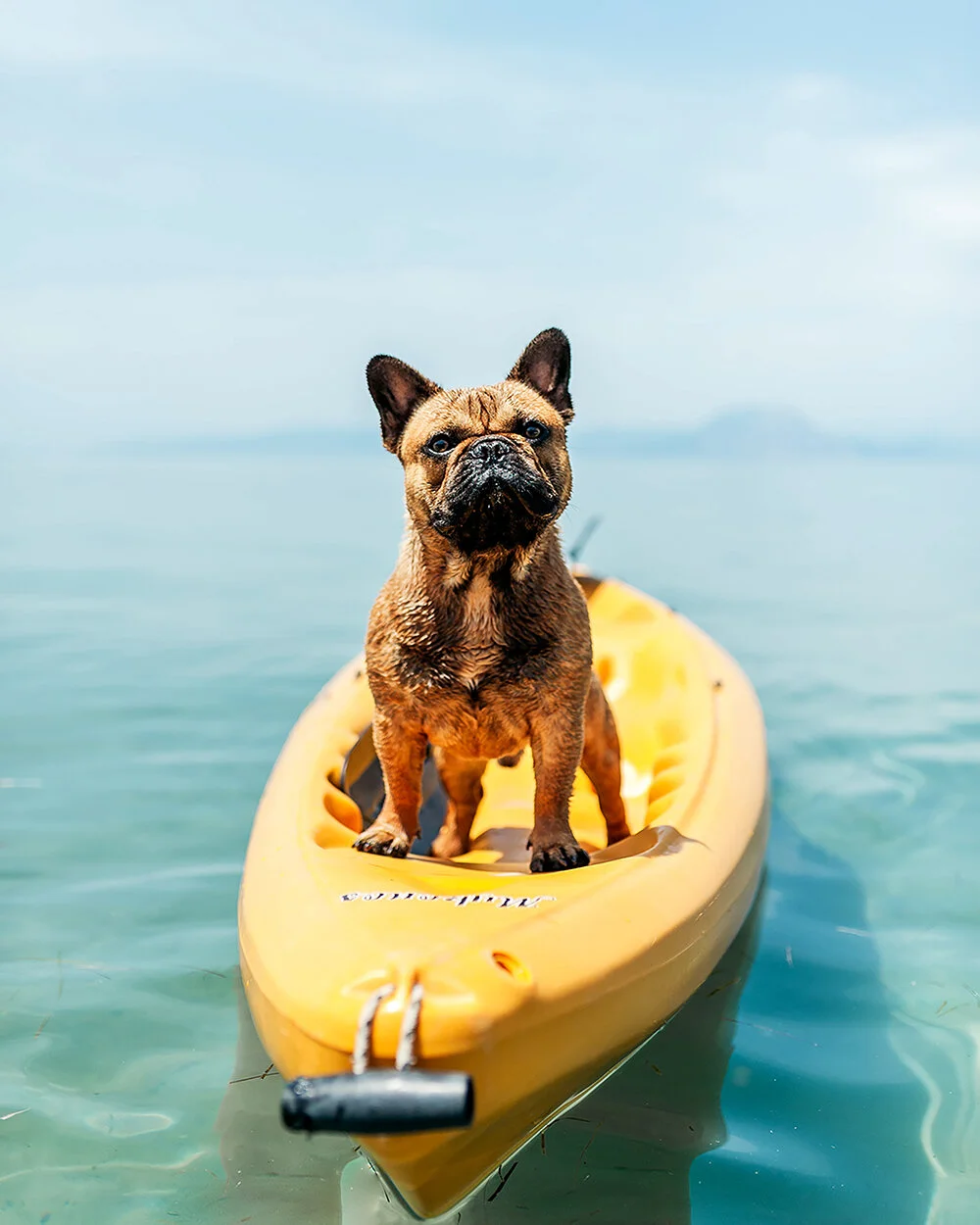 10 ways to keep pets calm and safe in summer