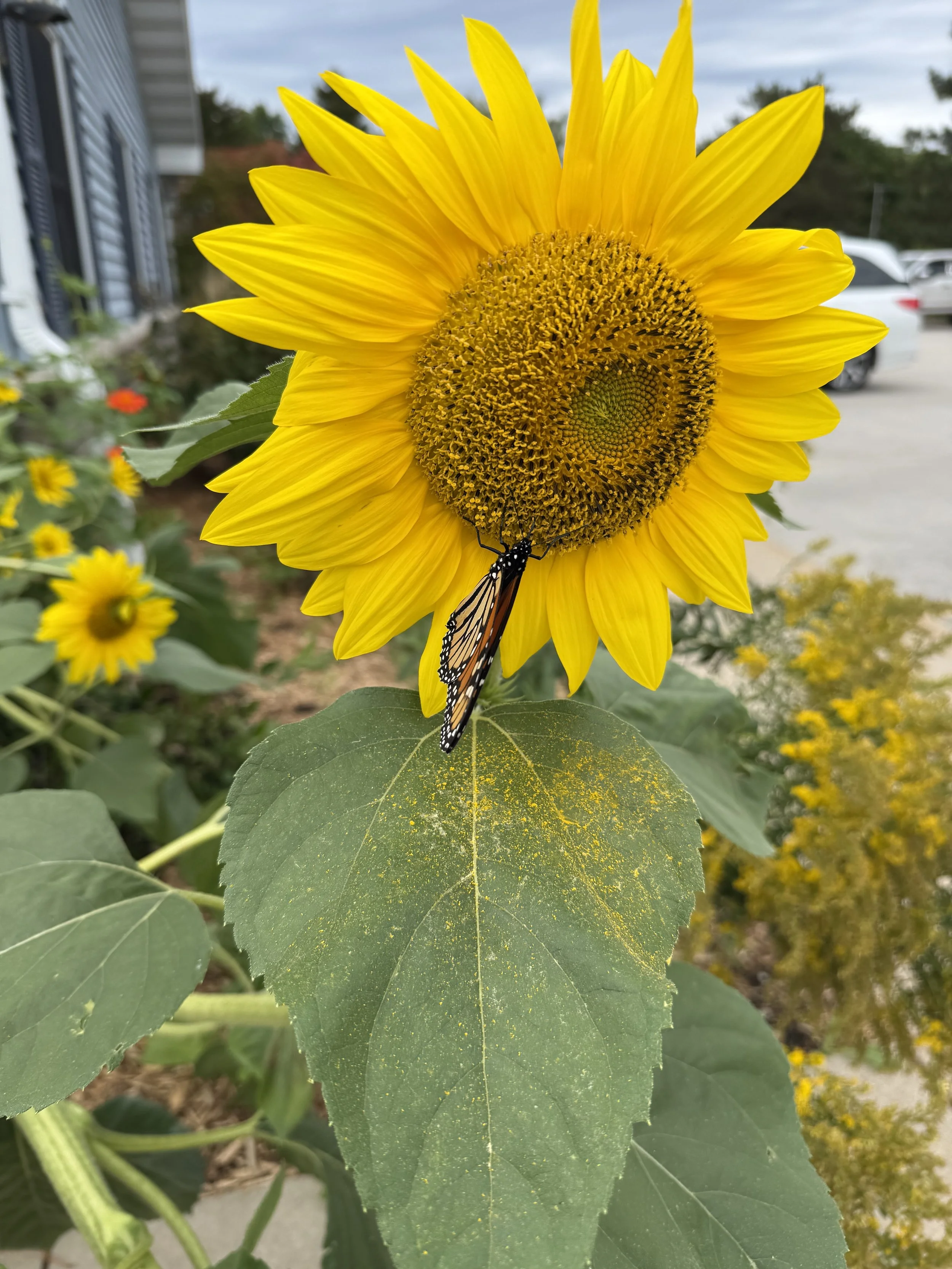 IMG_4359.jpeg