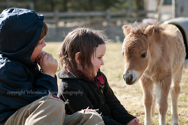 Miniature horse foal and children