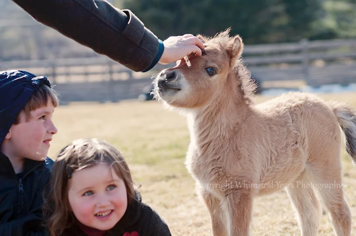 Miniature horse foal and children