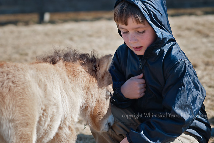 Miniature horse foal and children