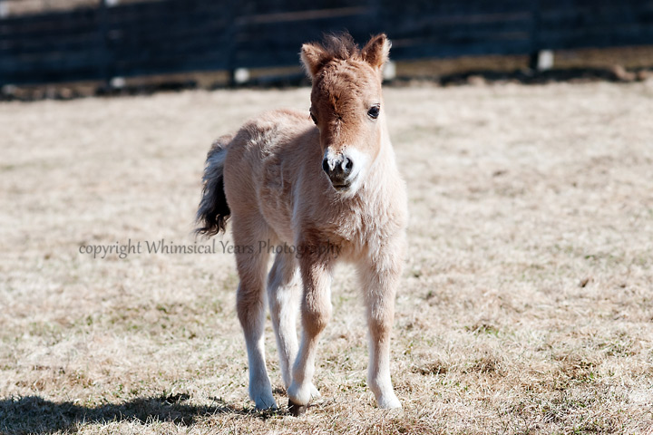 Miniature horse foal and children