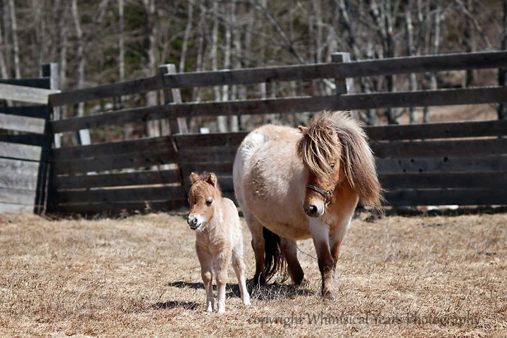 Maine Children's Photographer
