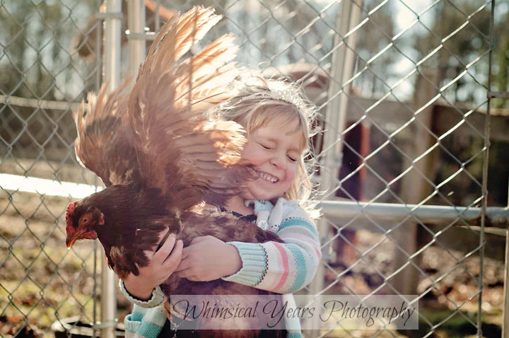 little girl holding a red hen as wings are flapping