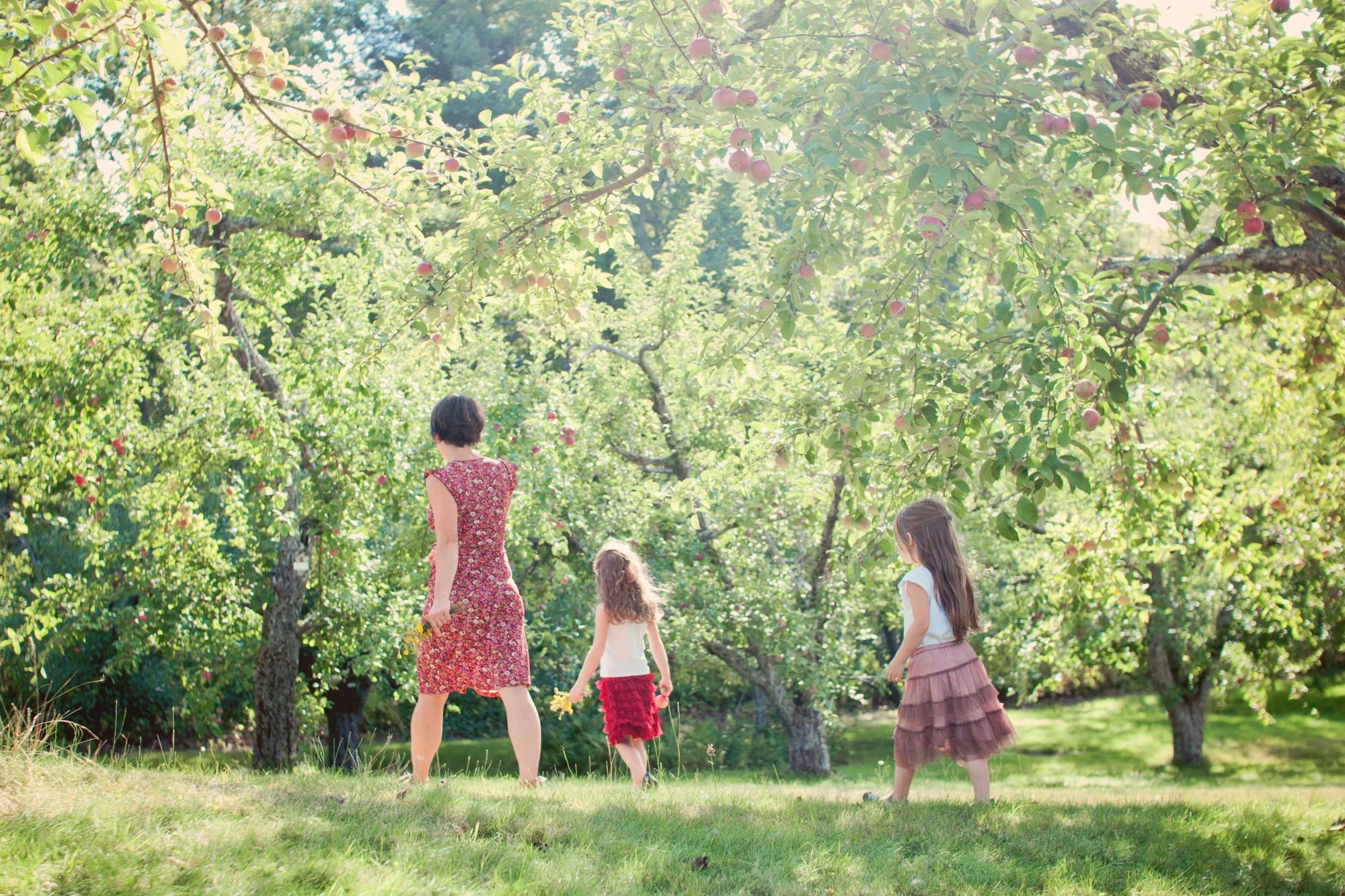 Gorgeous lighting in apple orchard at Clark's Cove Farm