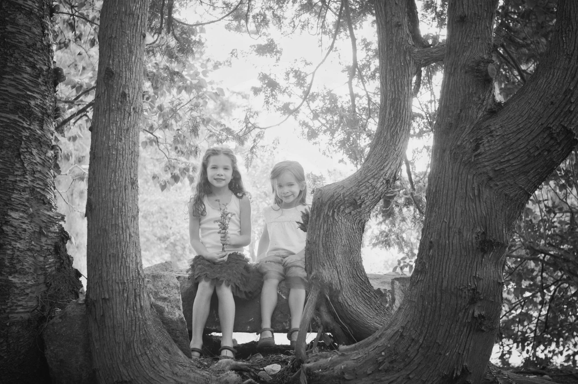 Two sisters sitting among a cedar grove