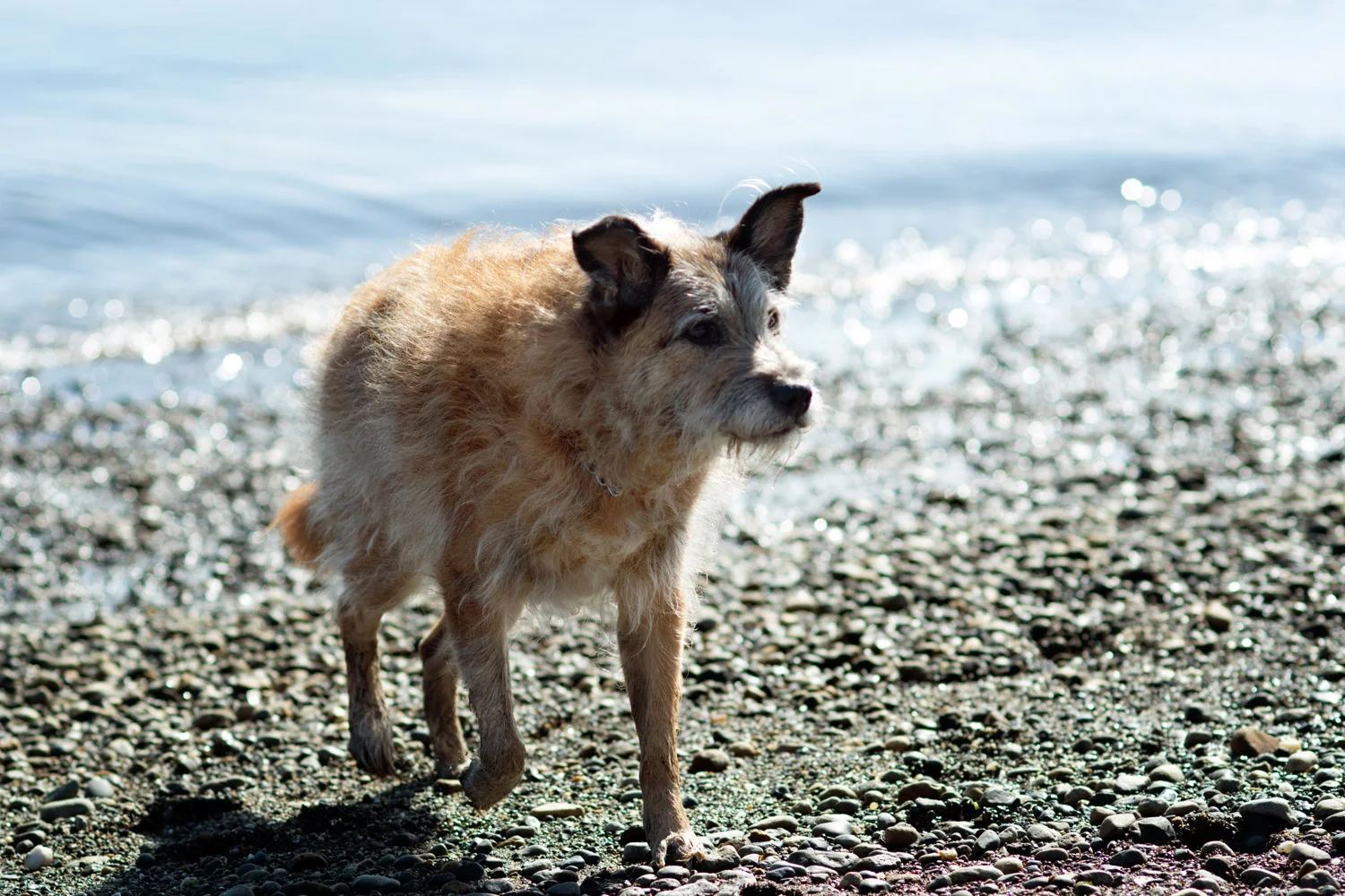 Elderly dog playing at the beach