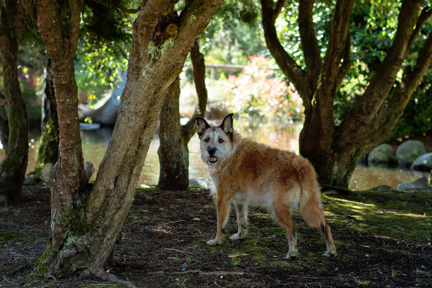 Portrait of Elderly dog at Point Defiance duck pond