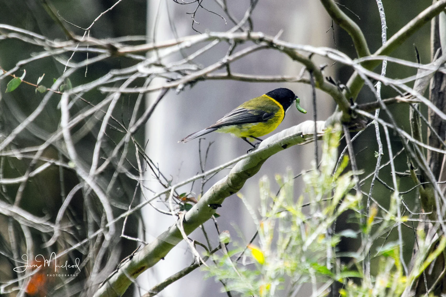 Birds-&-Bees-9144.jpg
