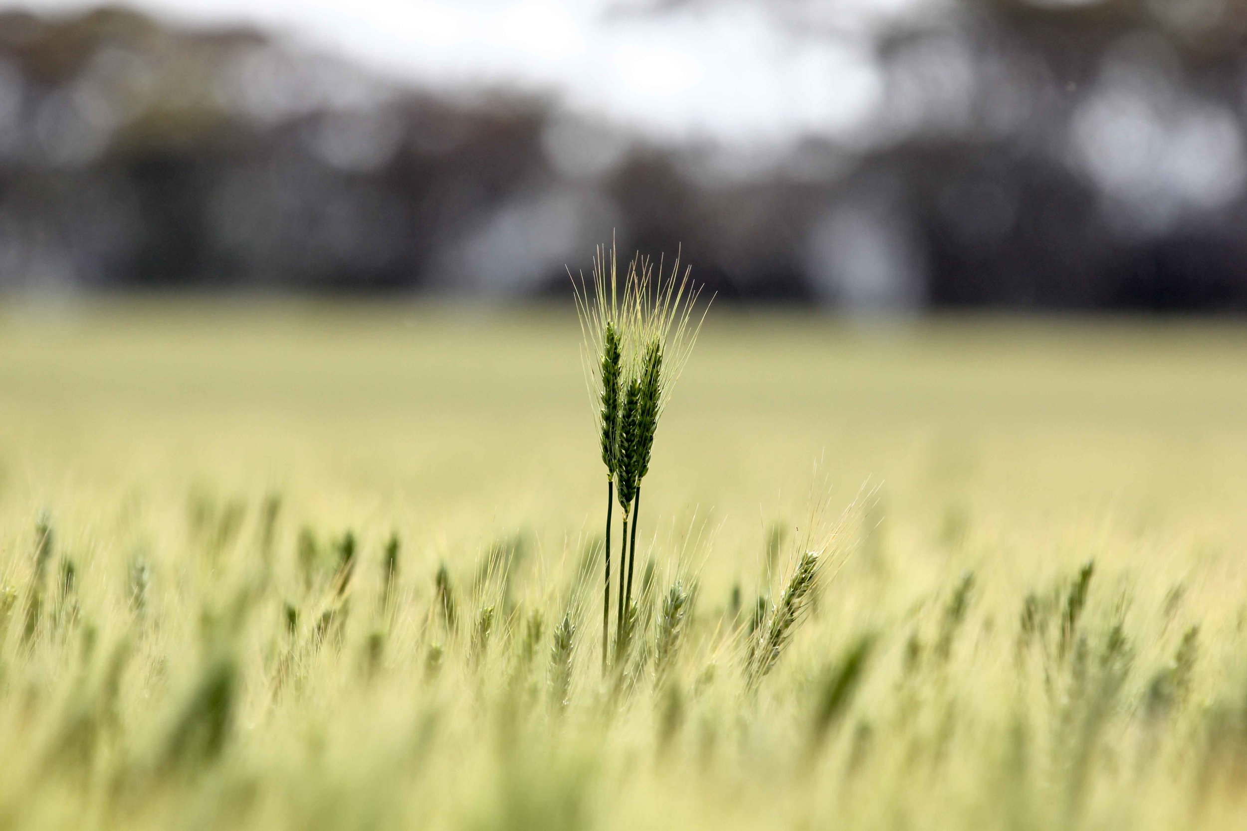 Agriculture-4589.jpg