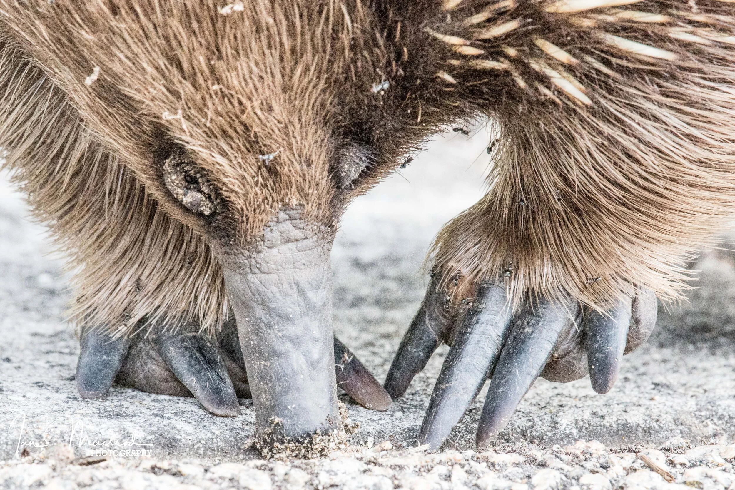 Echidna-6869.jpg