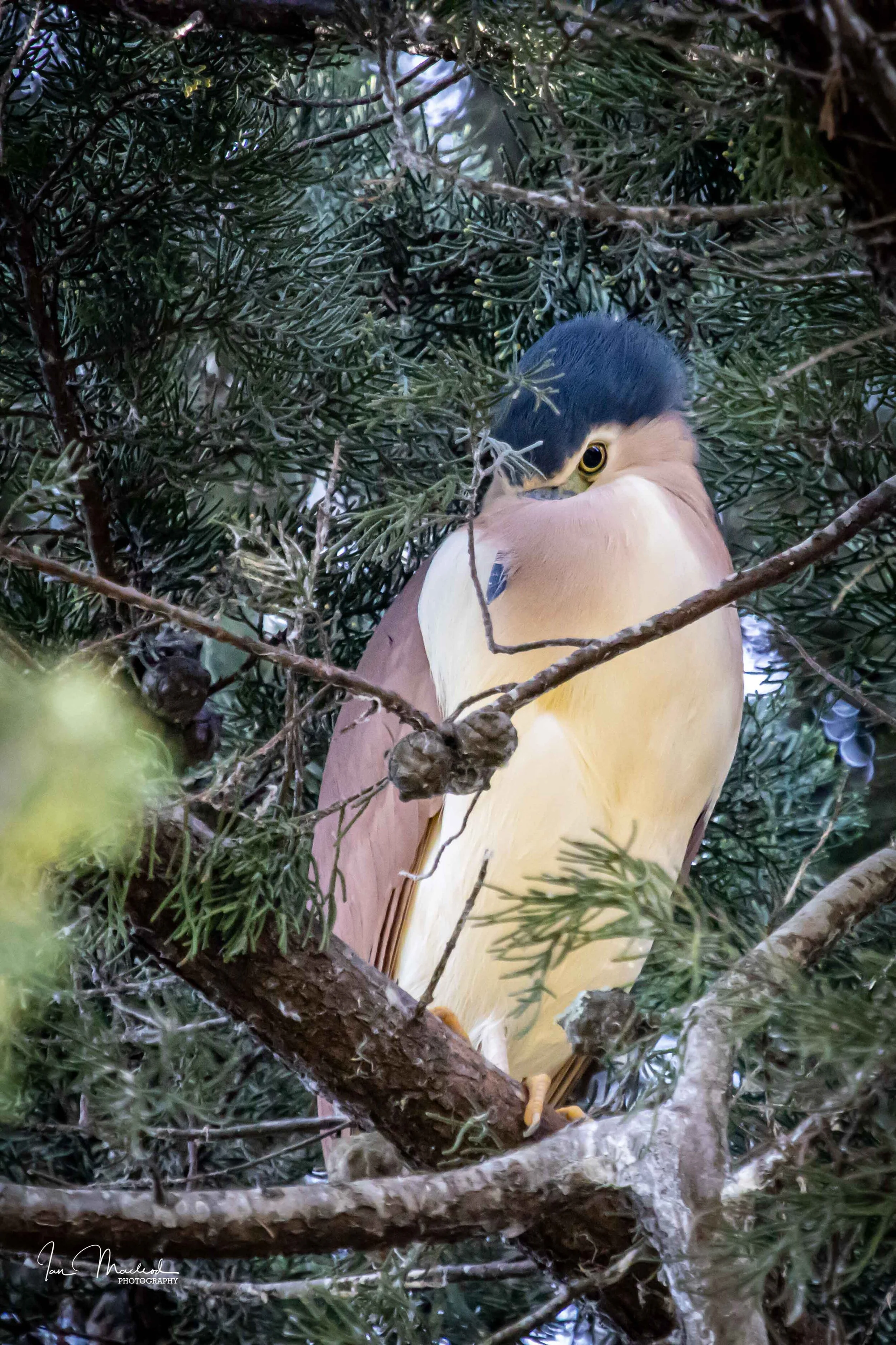 A Birds-3905.jpg
