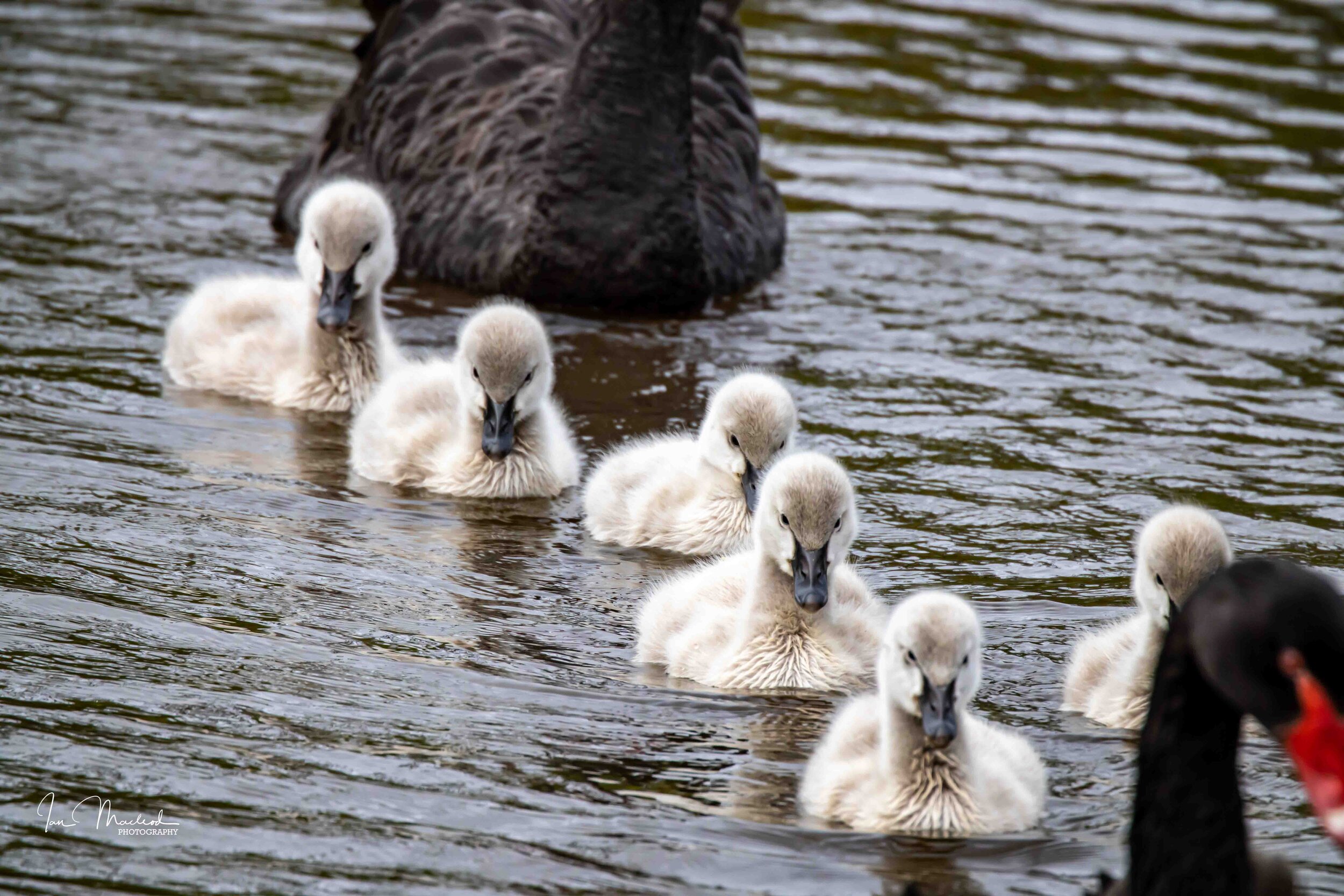 A Birds-5290.jpg