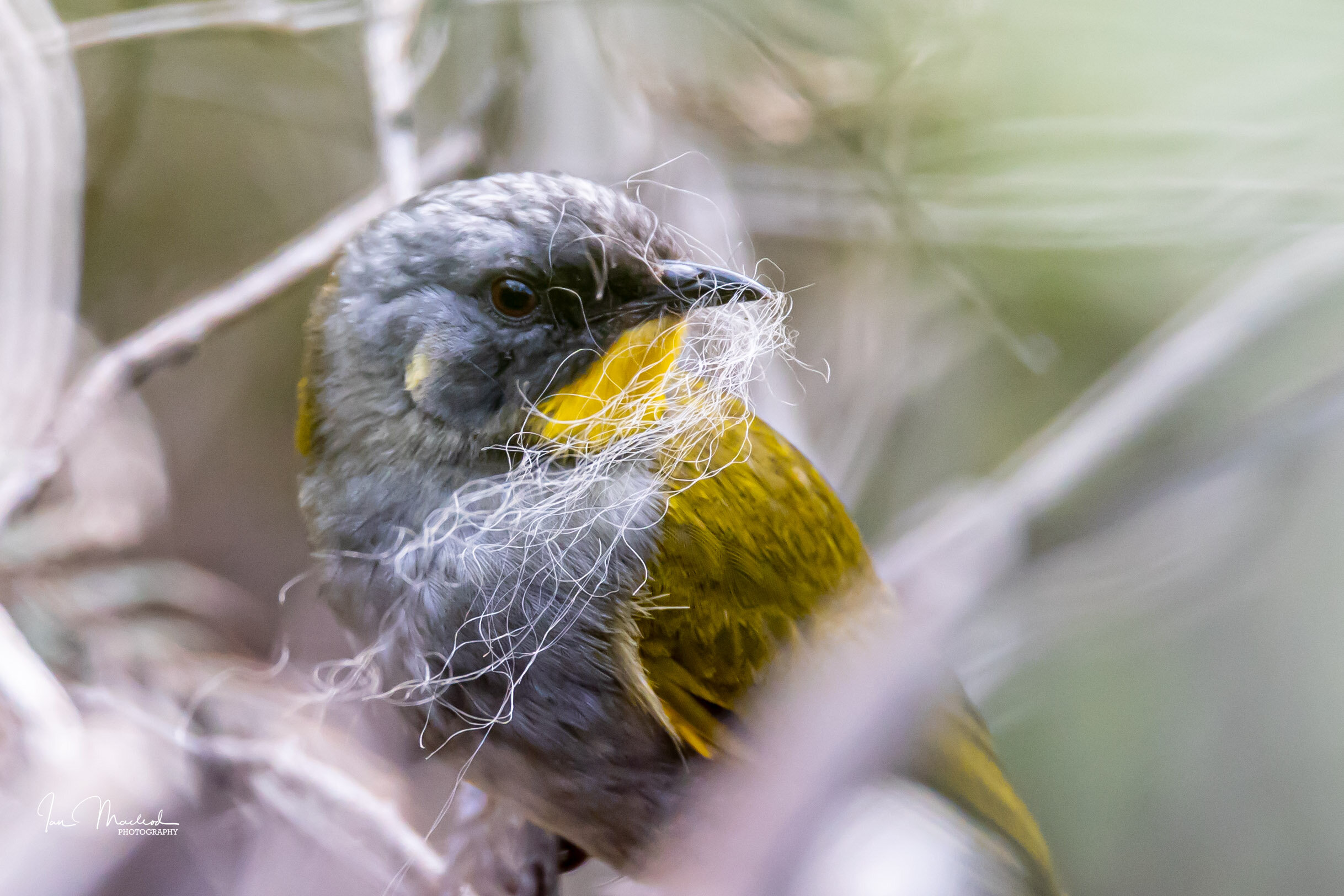 A Birds-5504.jpg
