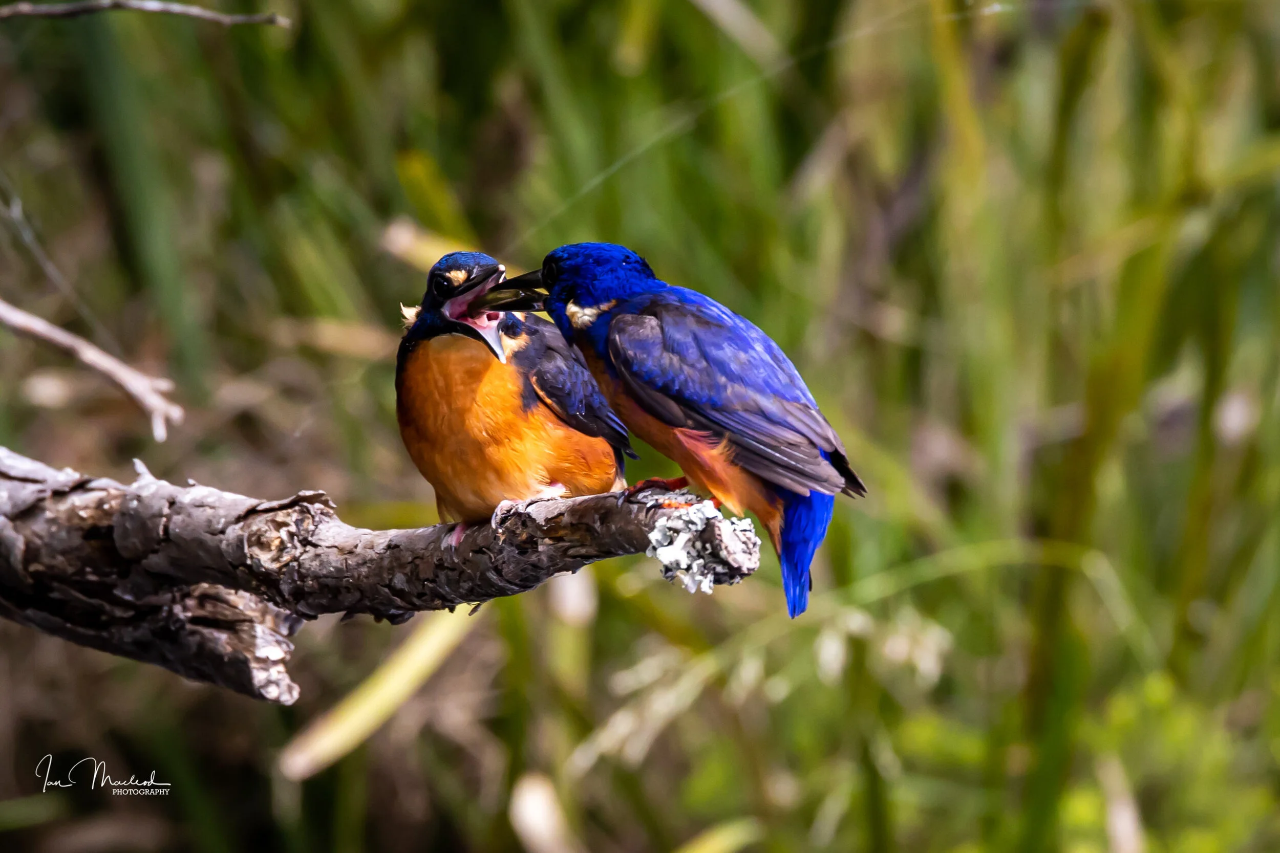 A Birds-6800.jpg