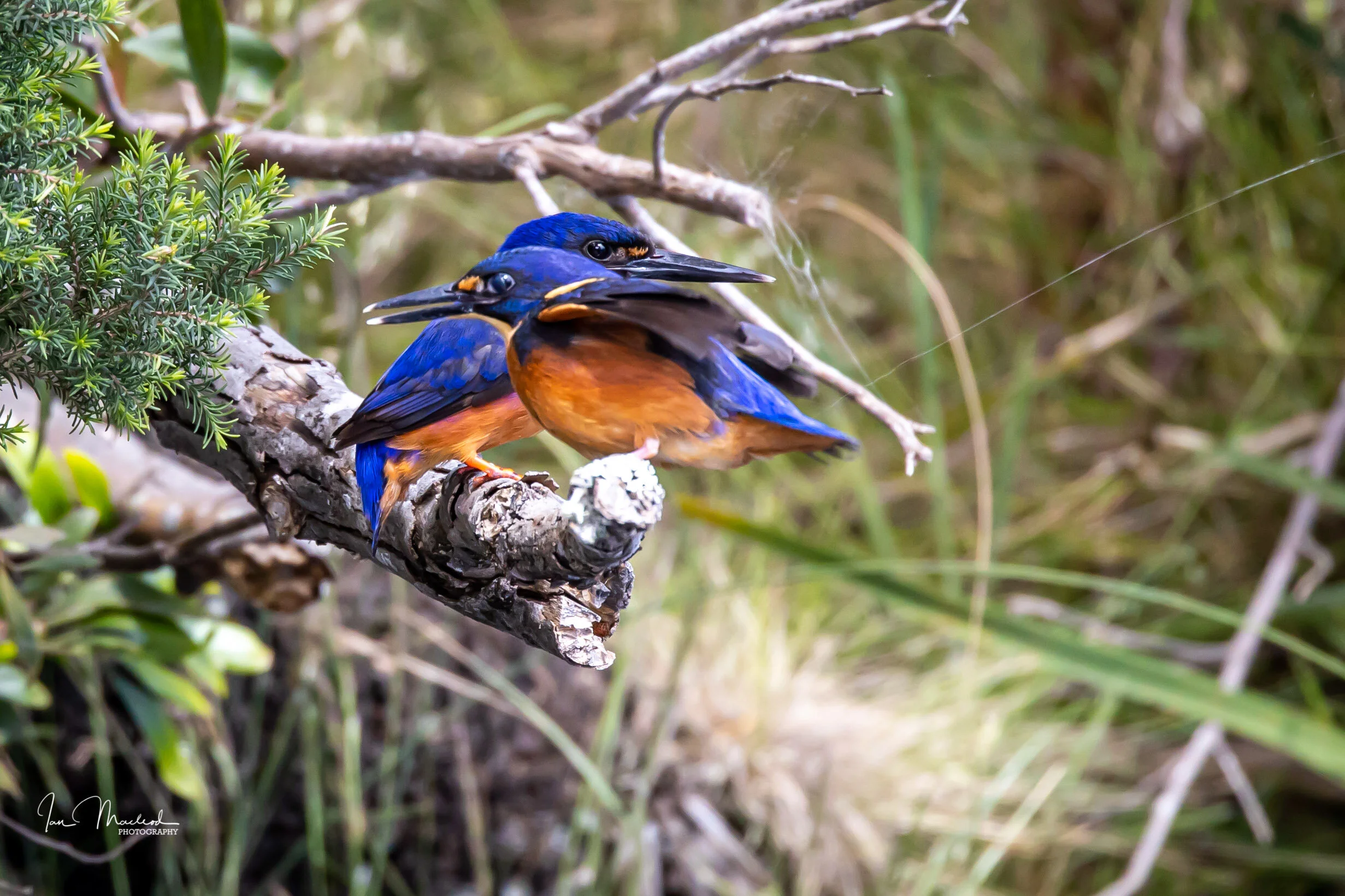 A Birds-6830.jpg