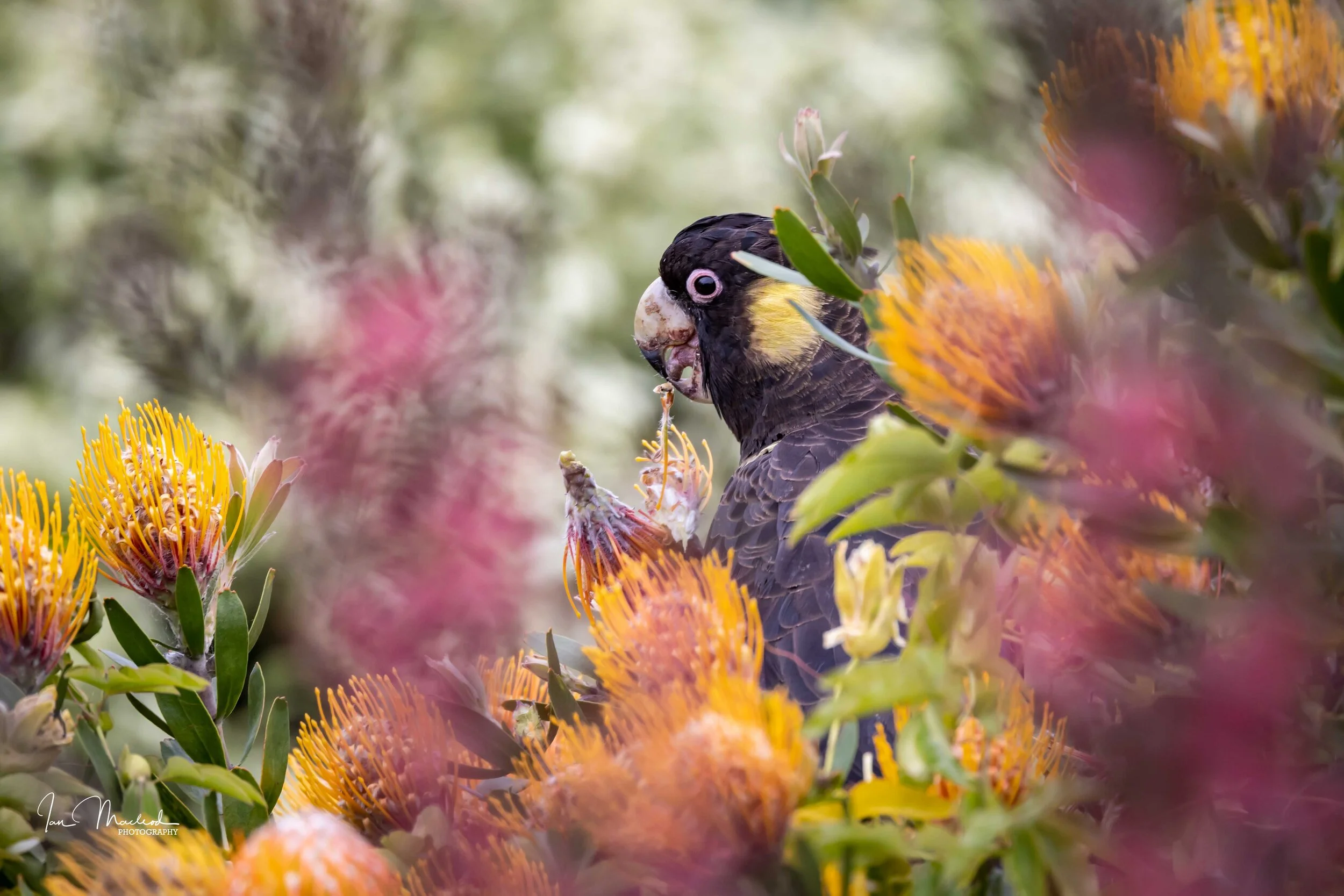 A Birds-7231.jpg