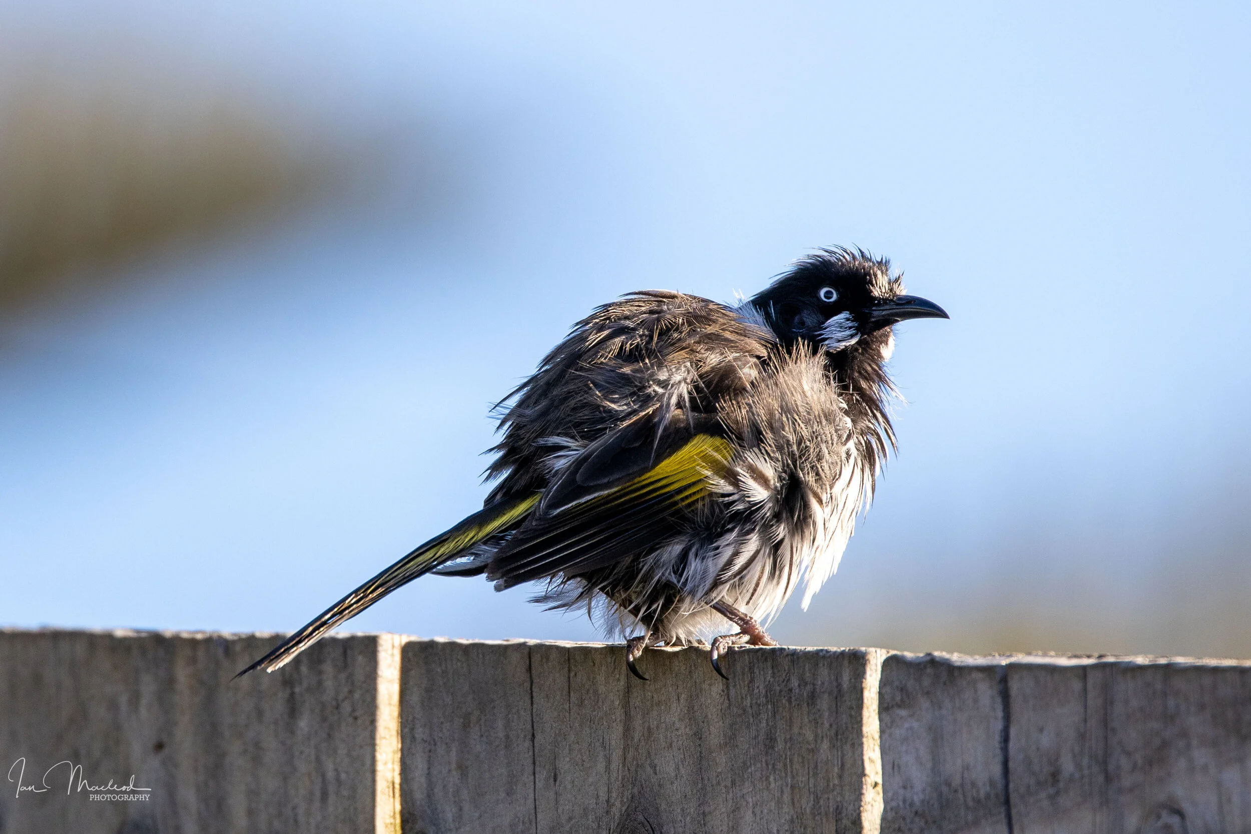 A Bird Honeyeater-4831.jpg
