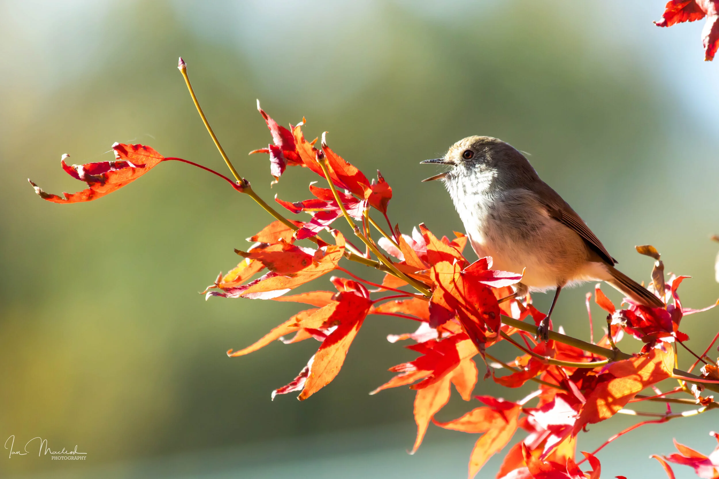 A Bird-2588.jpg