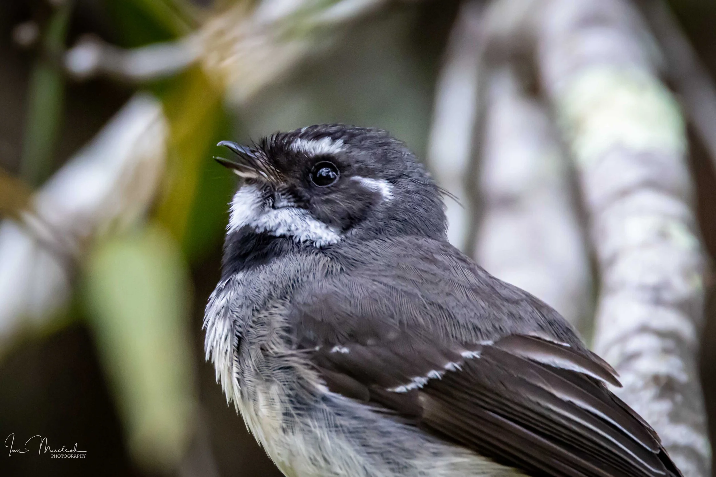 A Birds Fantail-5360.jpg