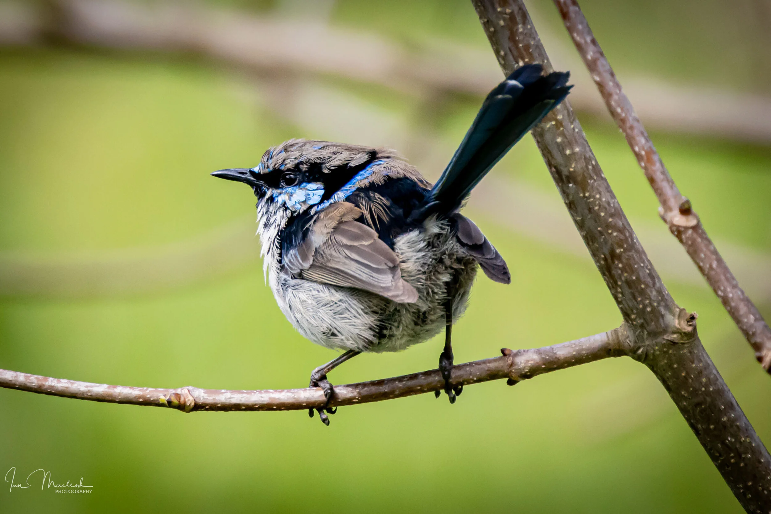 A Birds Wren-5271.jpg