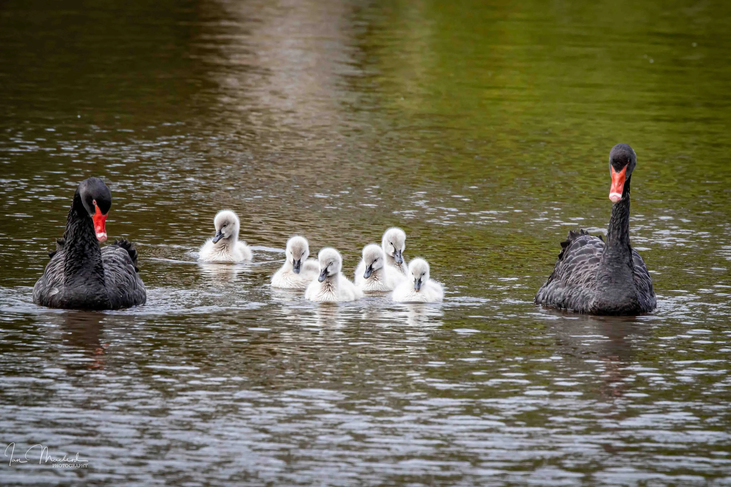 A Birds Swans-5284.jpg