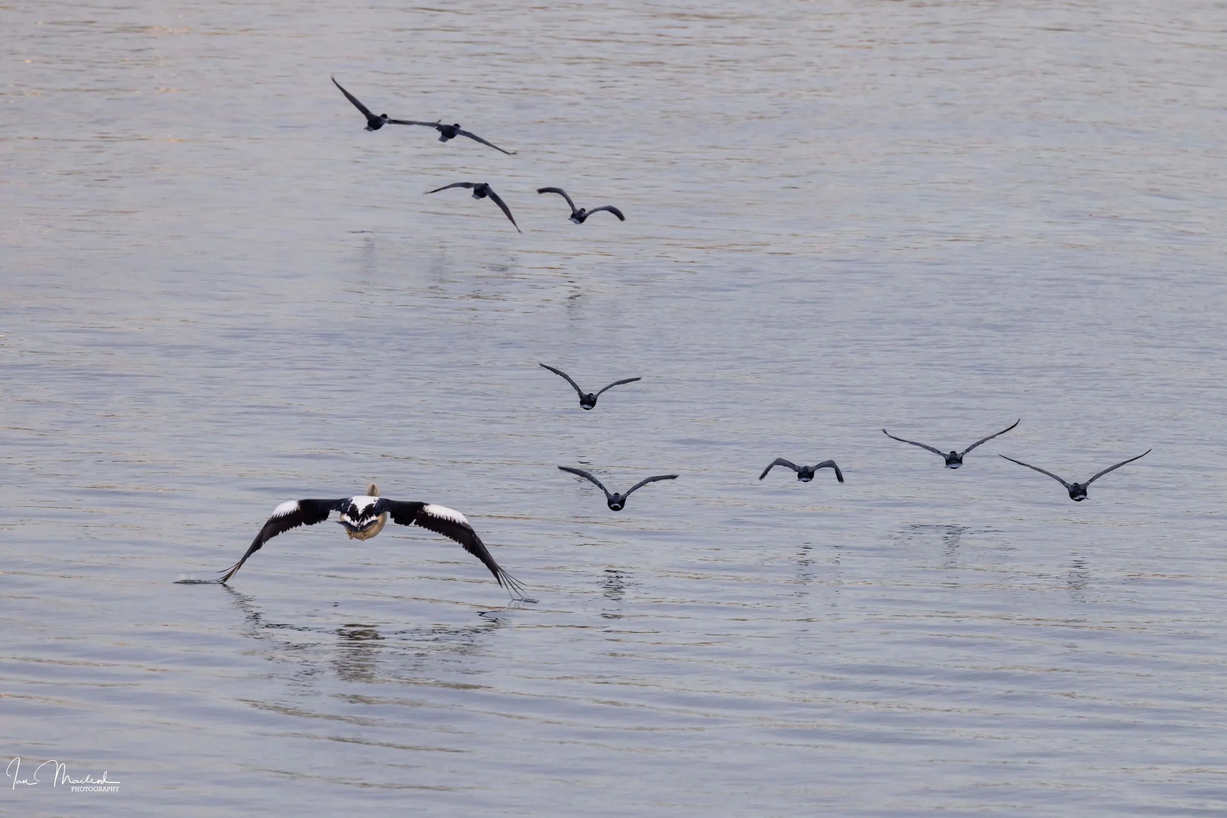 A Nature - Birds-2016.jpg