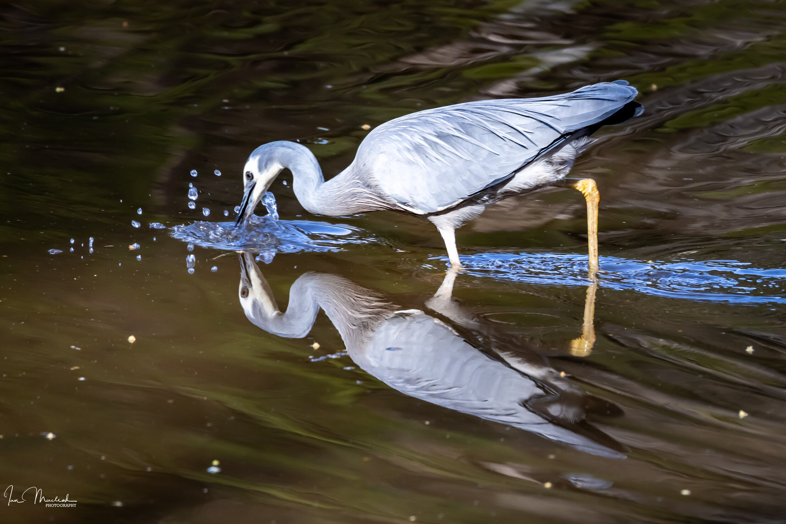 A Nature - Birds-3600.jpg