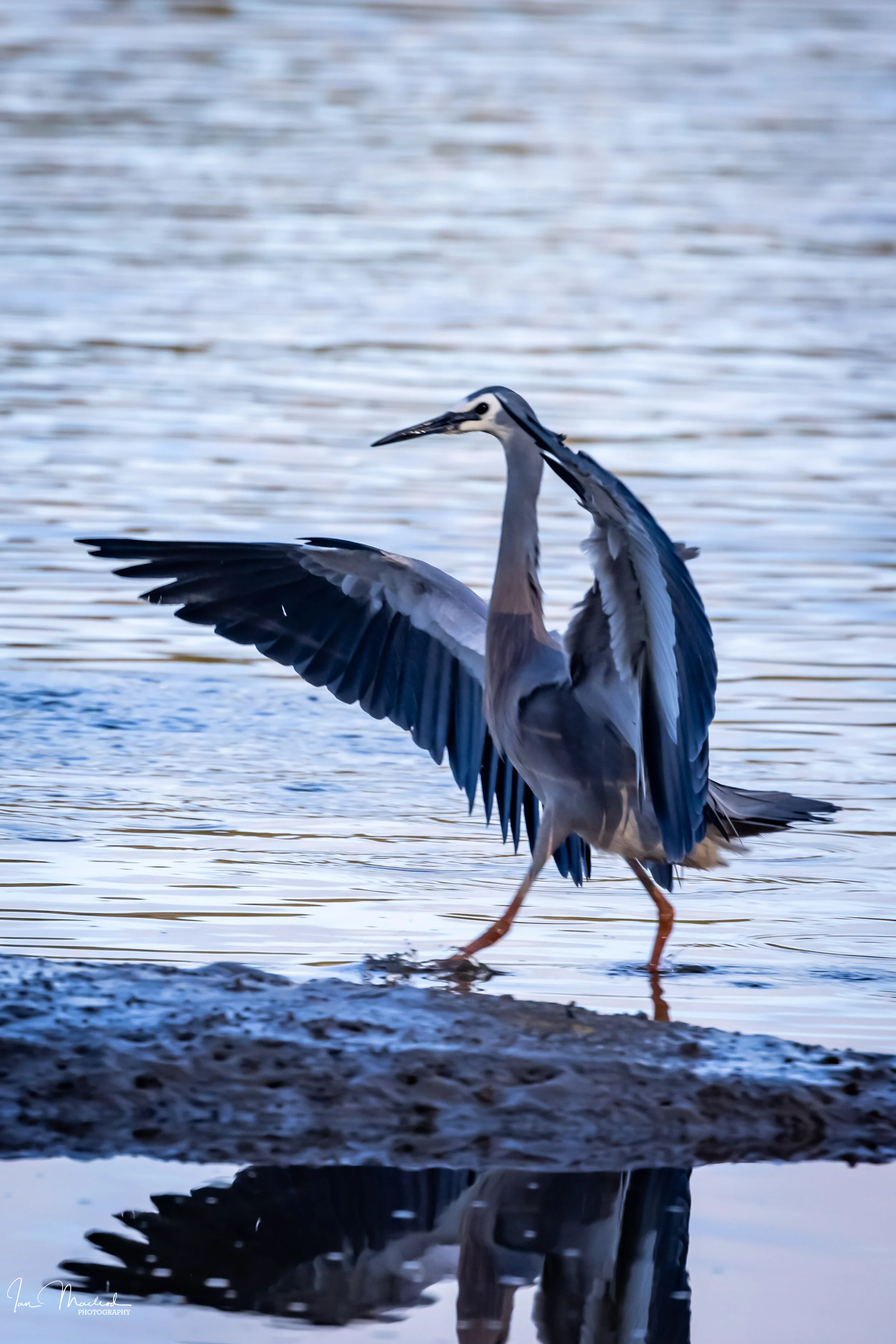 A Nature - Birds-3685.jpg