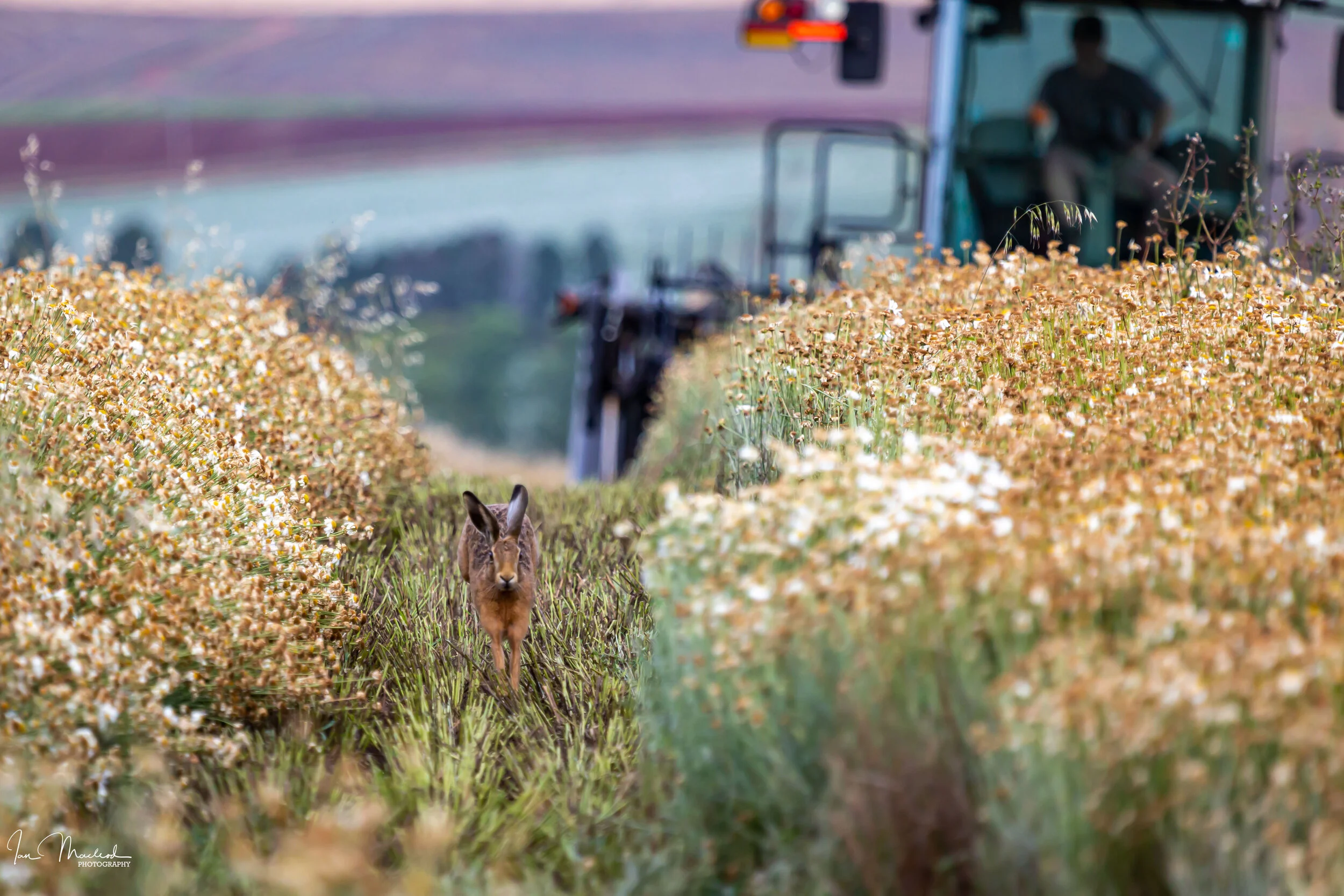 A Agriculture - Hare-7529.jpg