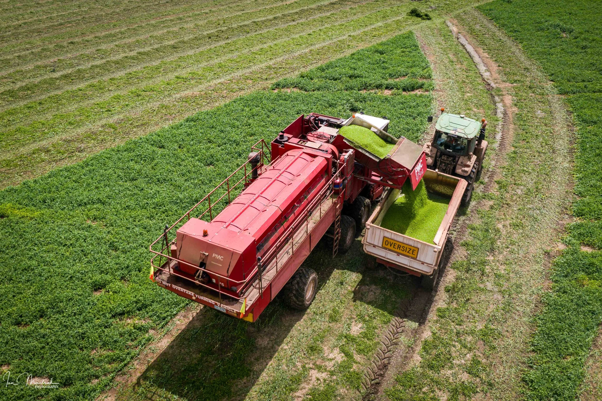 A Agriculture - Peas-0785.jpg