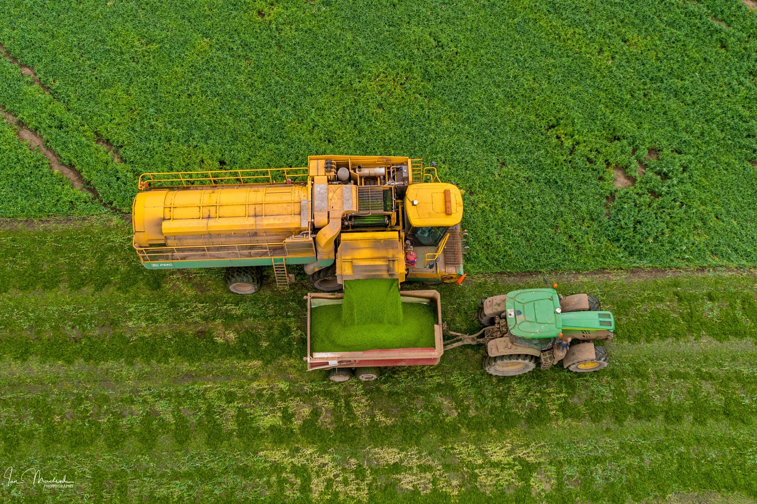 A Agriculture - Peas-0800.jpg