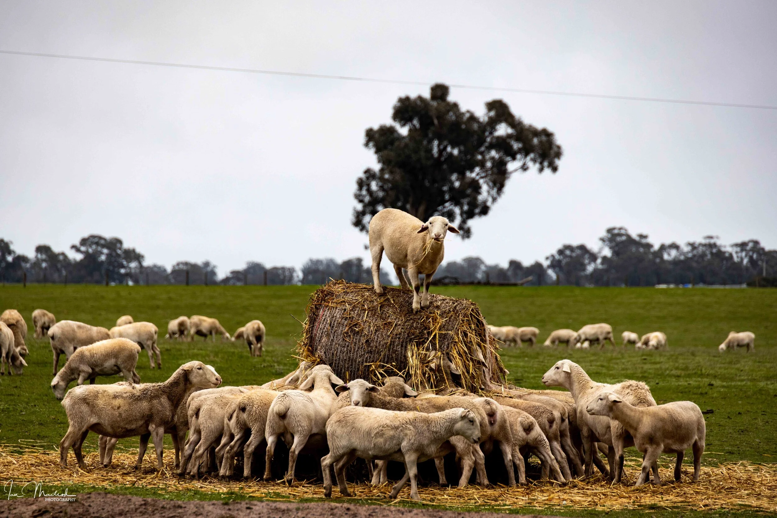 A Agriculture - Sheep-2112.jpg