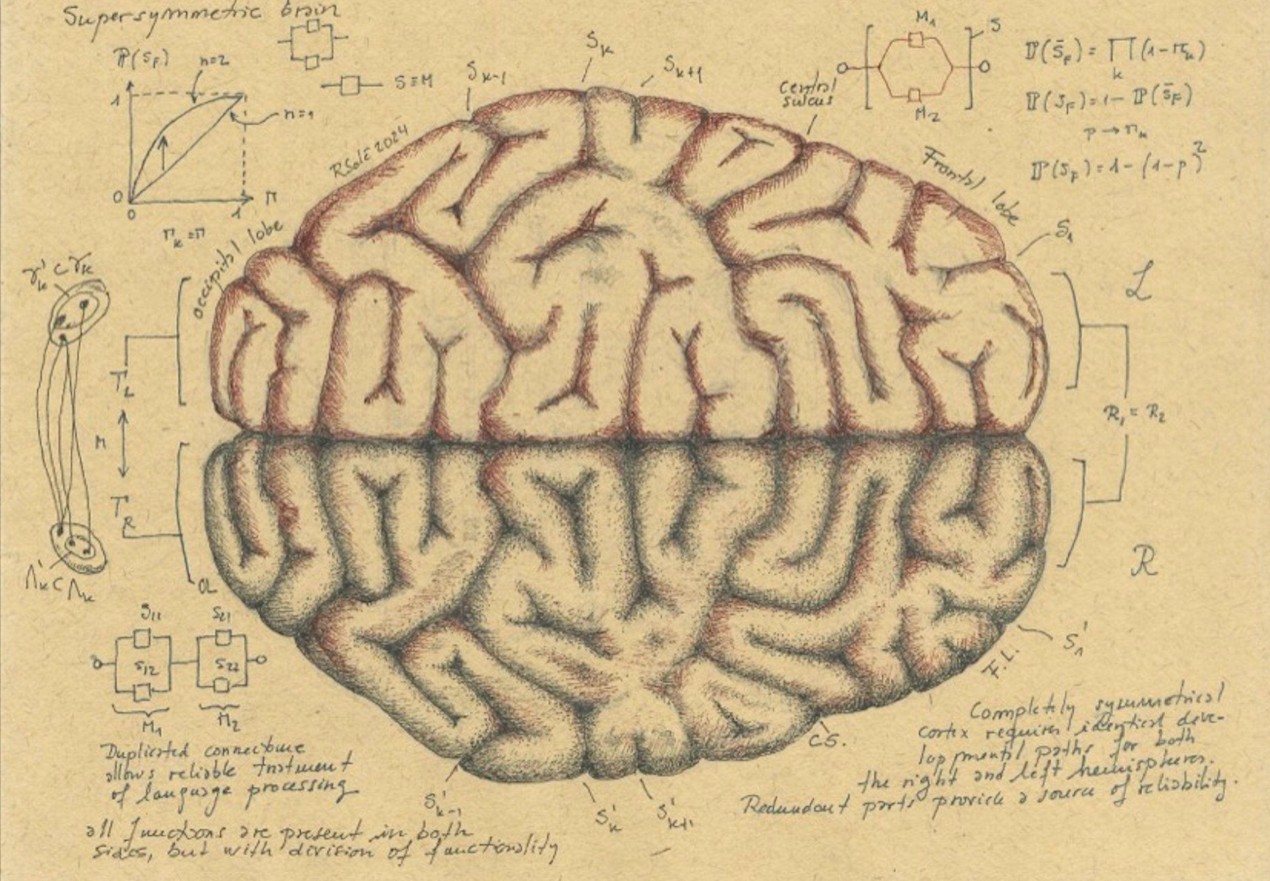 Language processing mechanics of the brain by Richard Sole, Santa Fe Institute