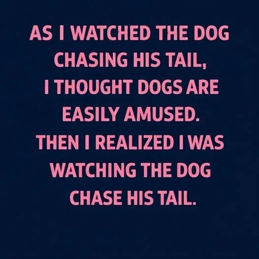dog+chasing+tail