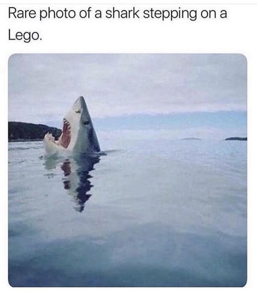 .a+big+shark+stepping+on+lego.jpg?format=750w