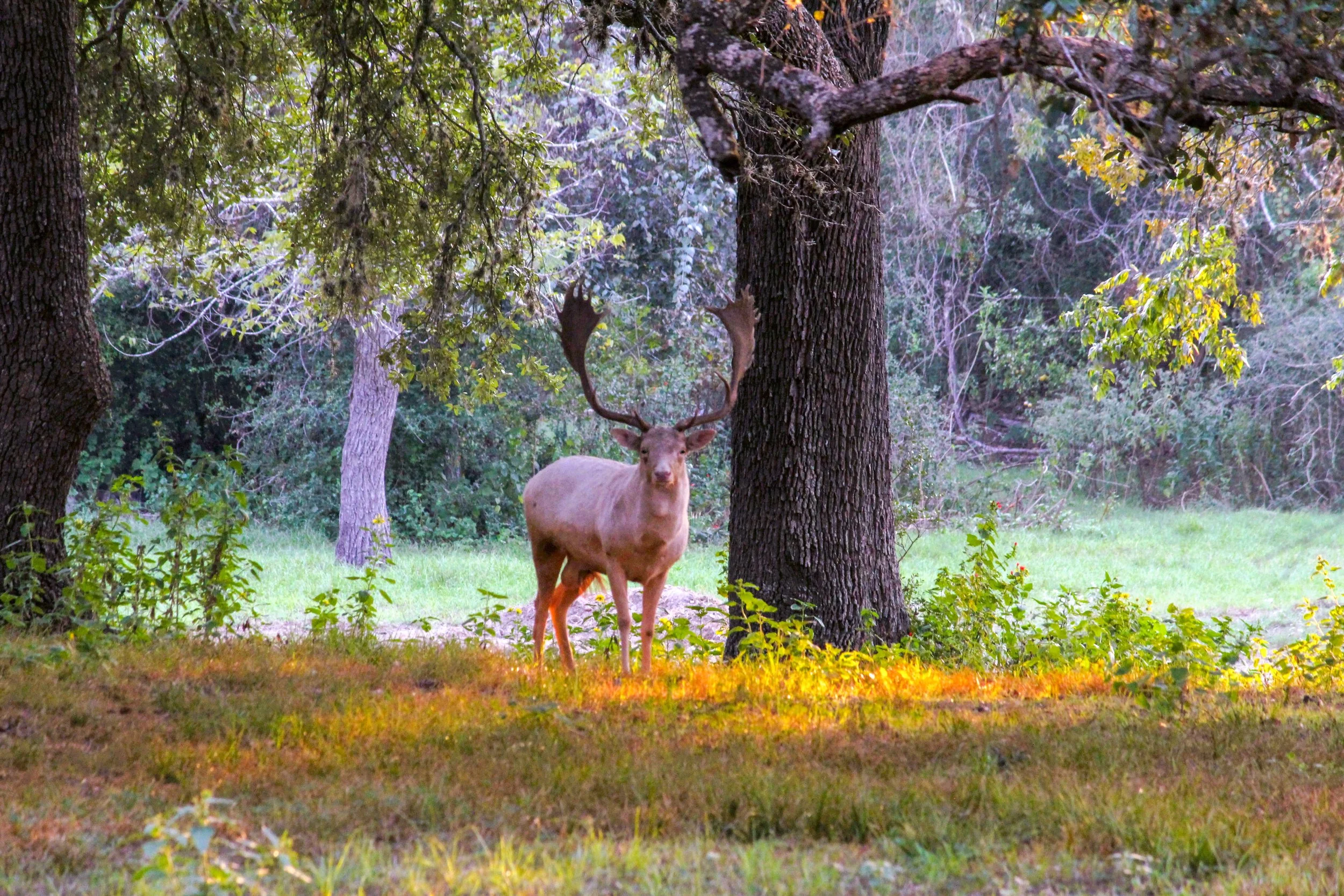 Fallow 1.jpg