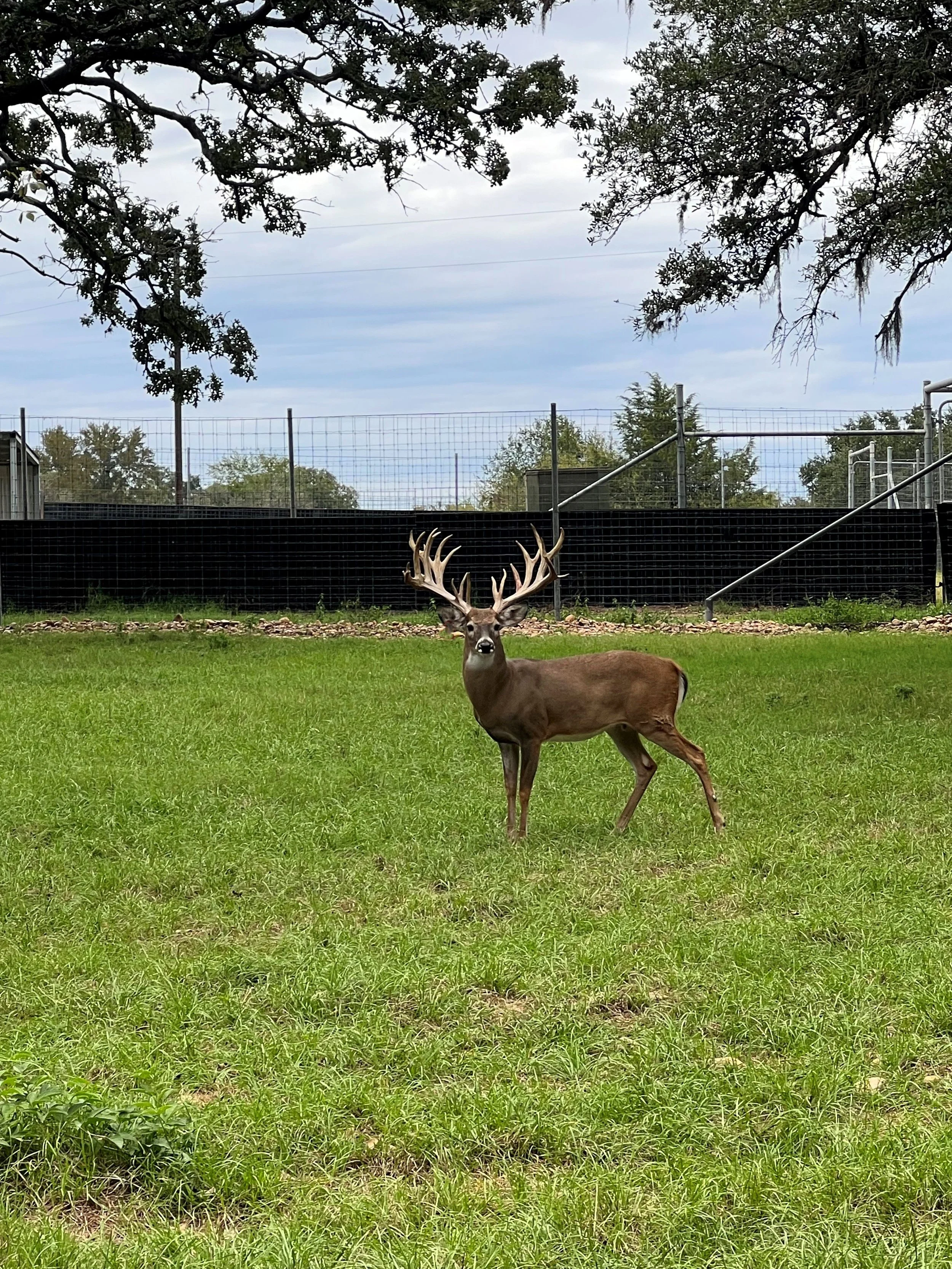 WT Deer 1 .jpg