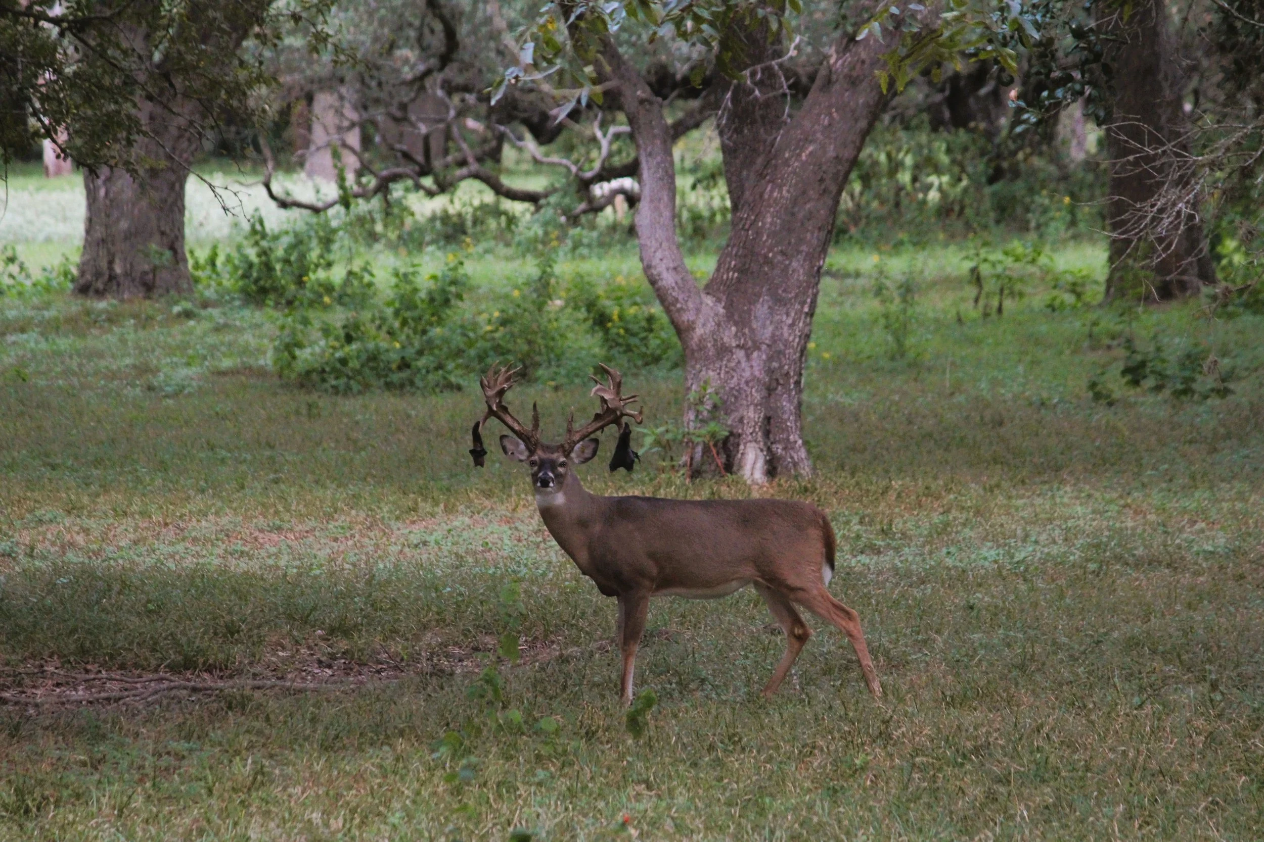 Drop Tine 2_edited.jpg