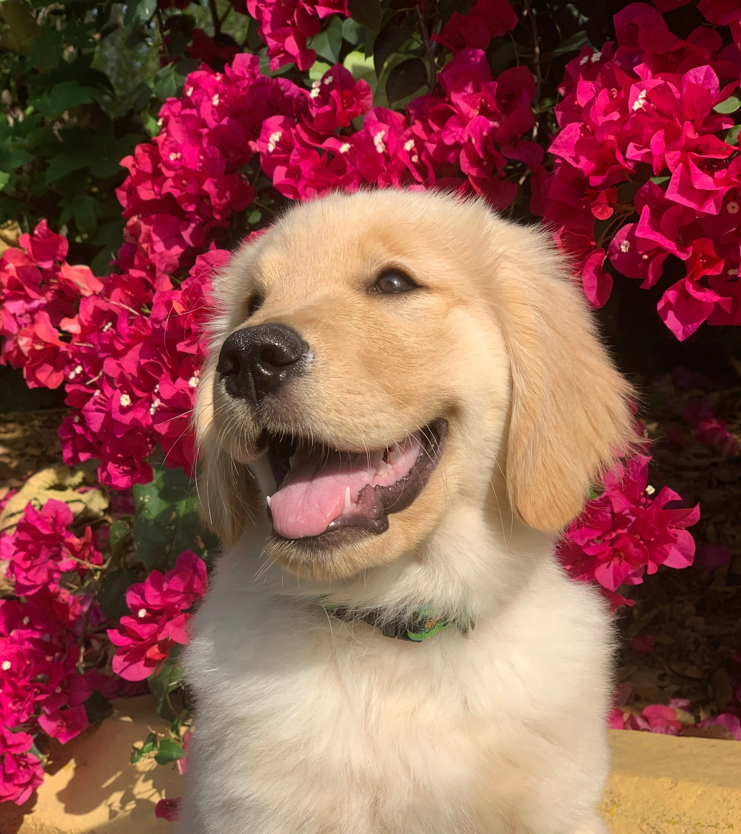 Are Flowering Crabapple Trees Poisonous To Dogs