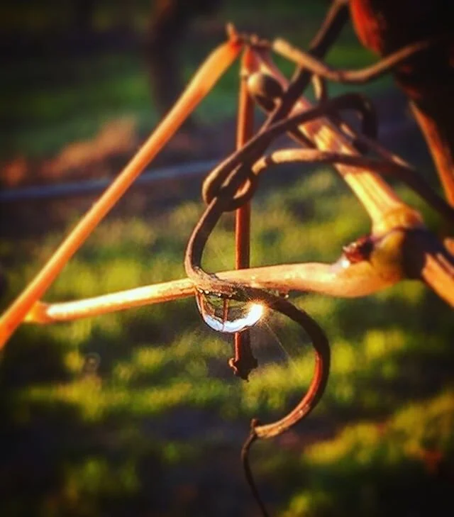 Our vines love their winter of rest and rain...they are dry grown, this means they are not watered other than rain💦🌧🌦🍇🍷 We are open and would love to see you! If you want to come with a group, please contact us for a booking as we need to keep the numbers within the guidelines. 
0409 831 926
info@bartonjoneswines.com.au
10-5 Thursday-Monday 
#keeplocalalive
📸 @yabberup_studio