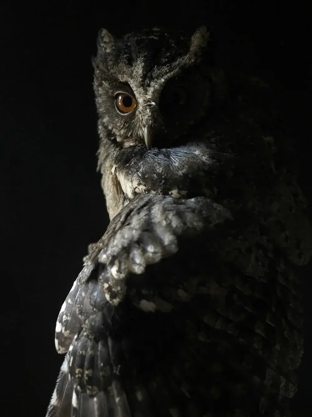 Sleep and Mental Health: Why Night Owls Are More Likely to Struggle with Depression