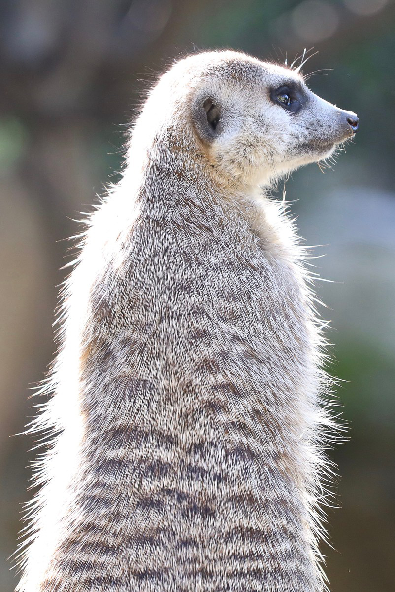 Marmot_.jpg