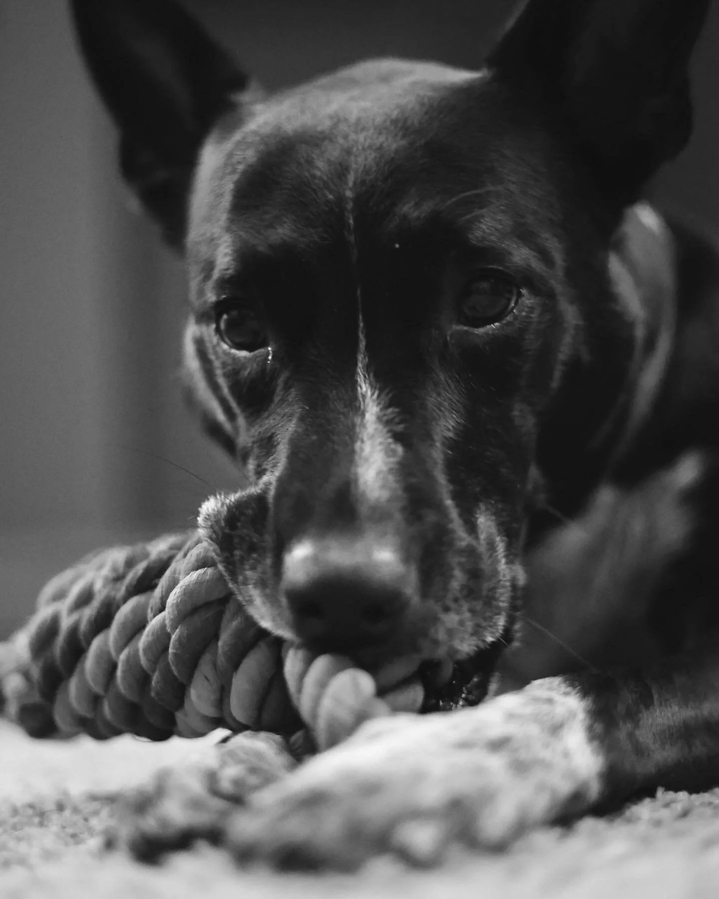 A dog and her toys. Had to get to her level 🐕 
 

#dogsofinstagram #doggo #dog #pet #petportrait  #dawork