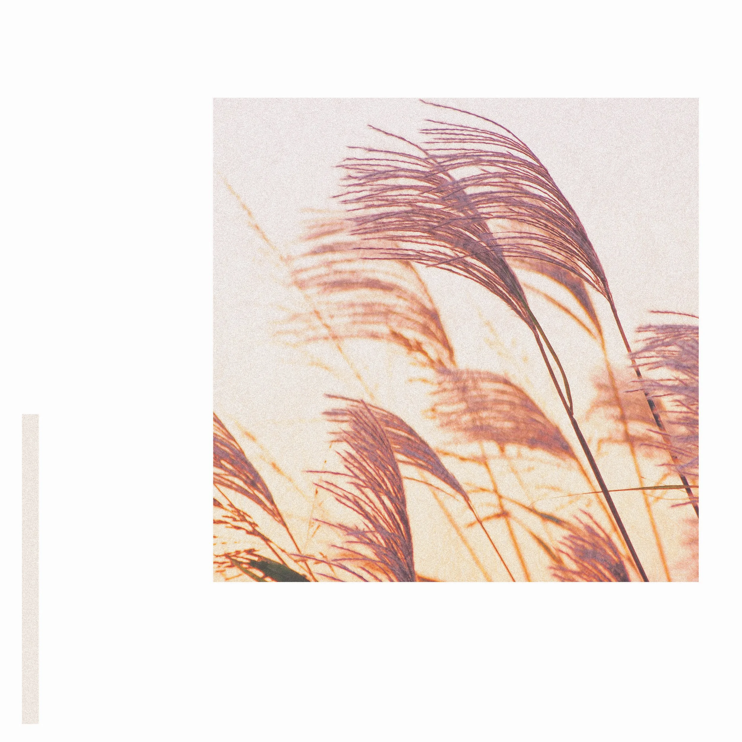 New Release / 新曲リリース: 「September Silvergrass / 秋分のススキ」