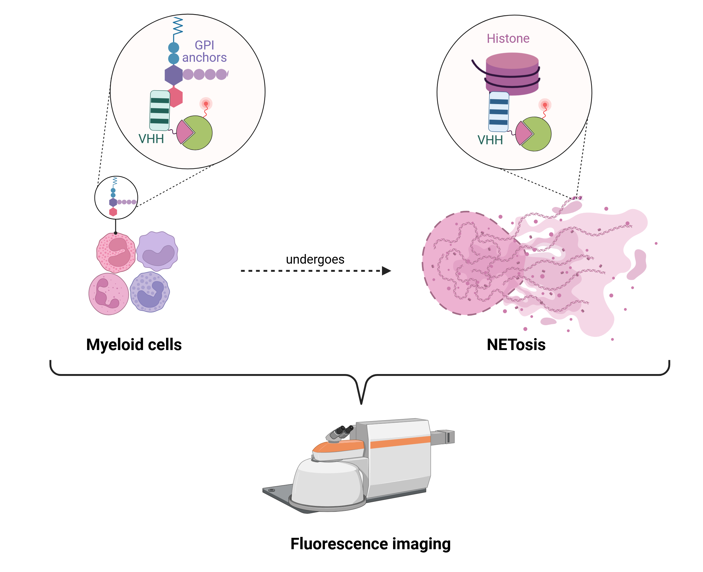 Single-domain antibodies (VHHs), also known as nanobodies, targeting Ly6C/G specifically bind to neutrophils, and anti-histone nanobodies selectively target NET-associated histones, enabling NETosis monitoring