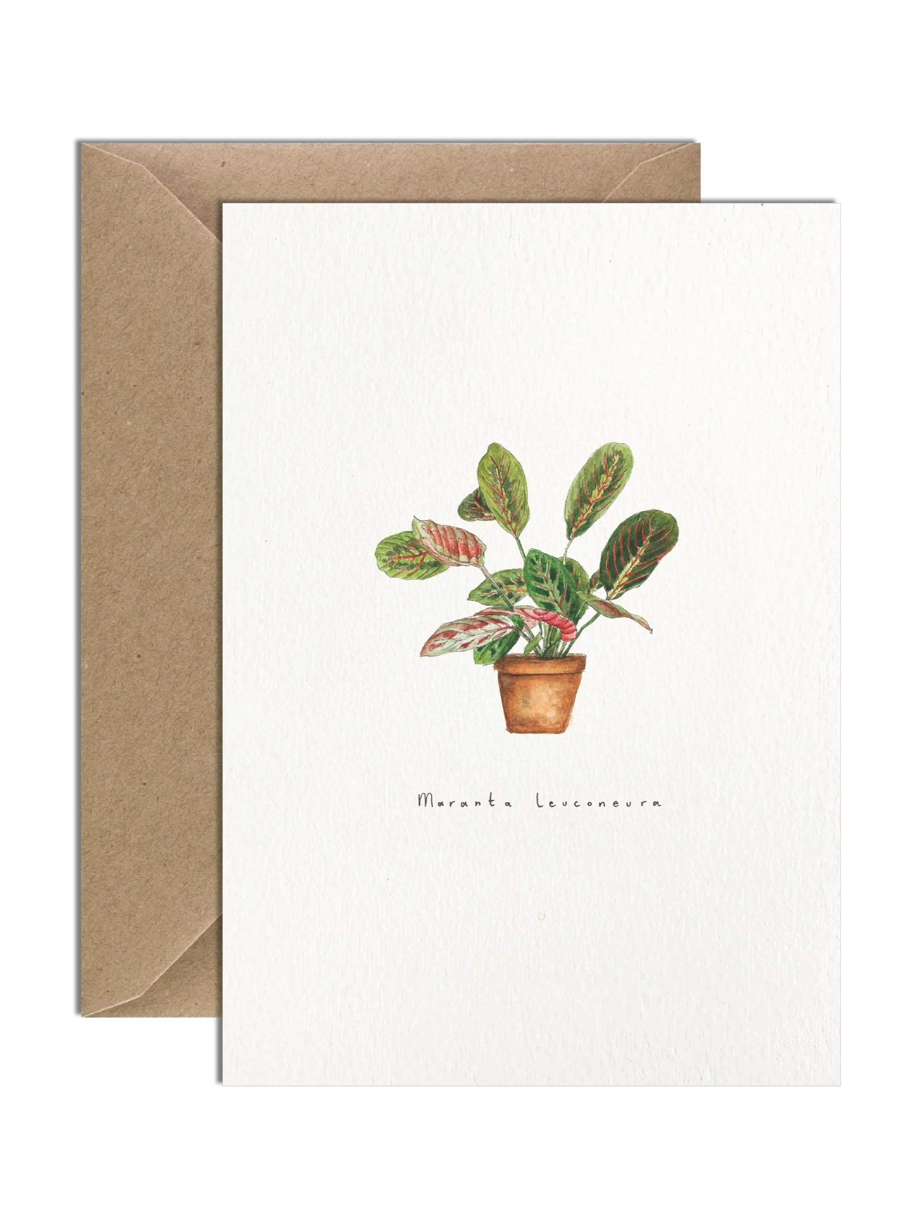 Watercolour illustration of a Maranta Leuconeura in a terracotta pot, featuring striking red-veined green leaves. Off-white greetings card with a brown kraft envelope tucked behind.