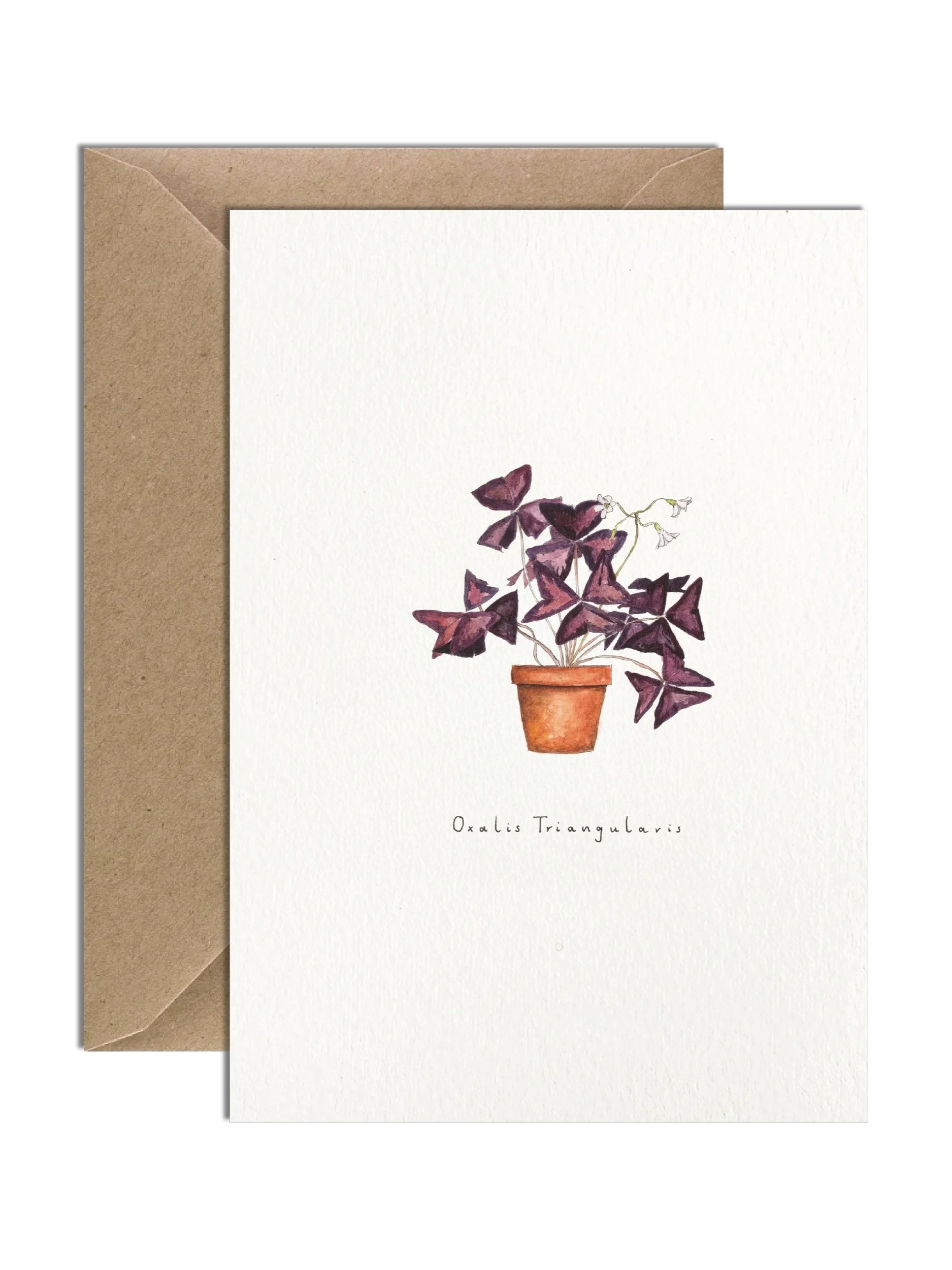 Watercolour illustration of an Oxalis Triangularis in a ceramic pot, displaying rich purple leaves. Off-white greetings card with a brown kraft envelope tucked behind.
