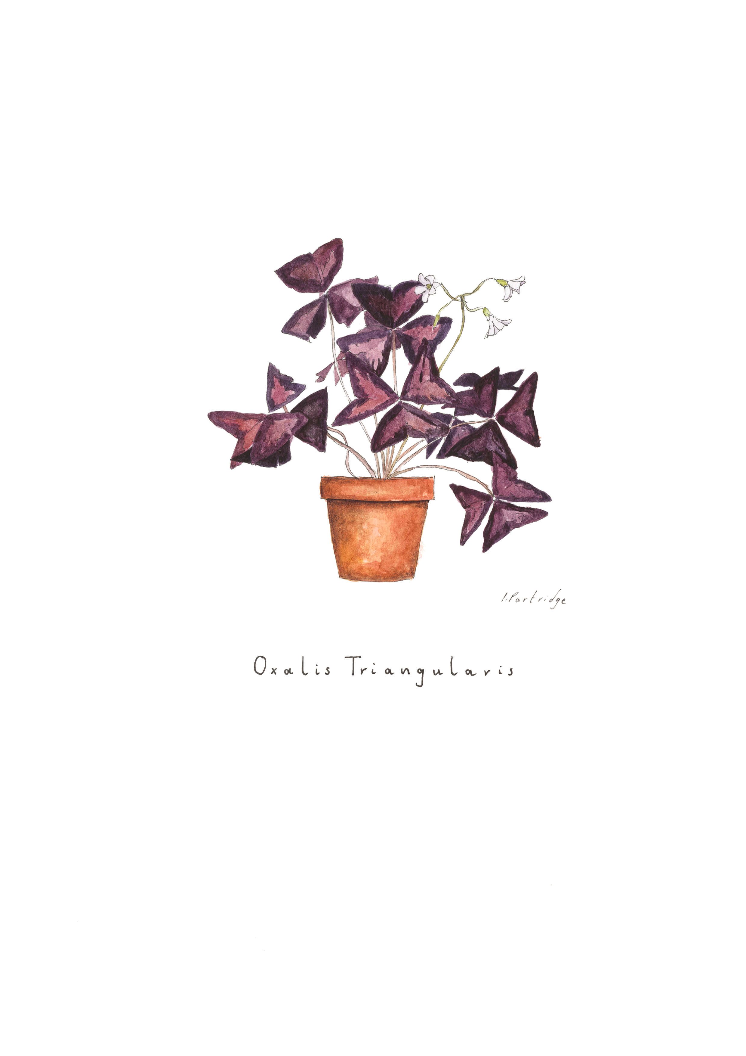 Oxalis Triangularis